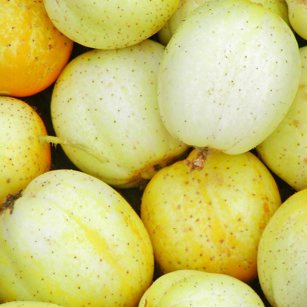 Organic 'Lemon' Cucumber