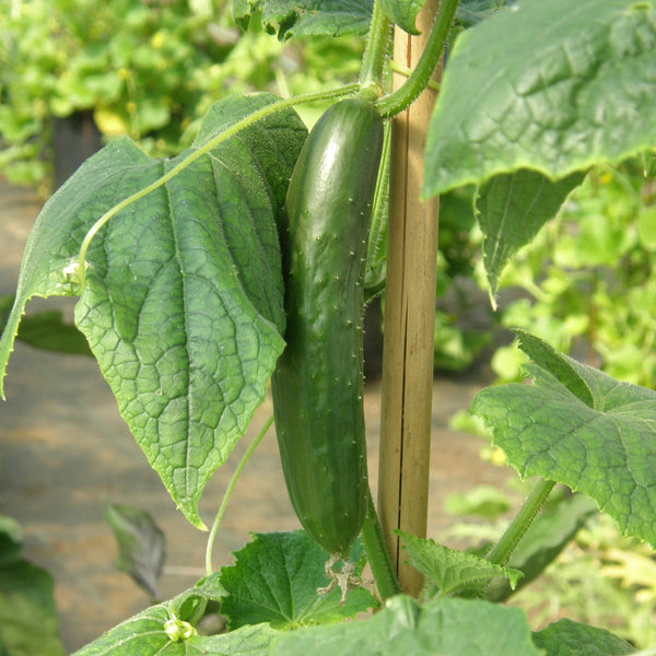 Organic Lebanese Cucumber 'Green Finger'