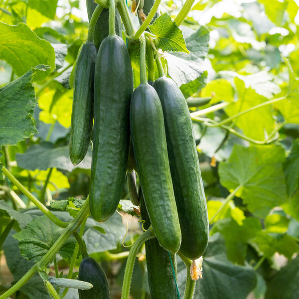 Organic 'Marketer' Cucumber