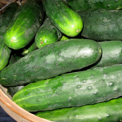 Organic Cucumber 'Marketmore 76'