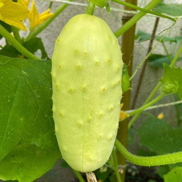 Cucumber 'White Martini'