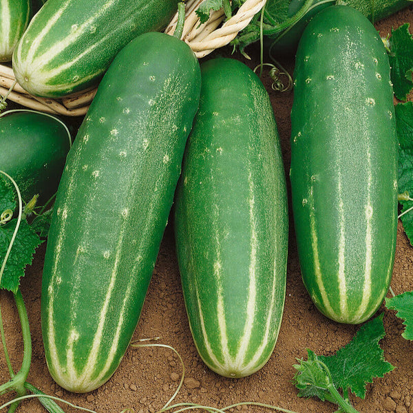 Cucumber  'Straight Eight'