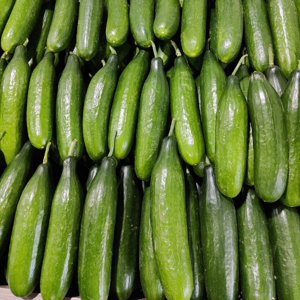 Lebanese Cucumber