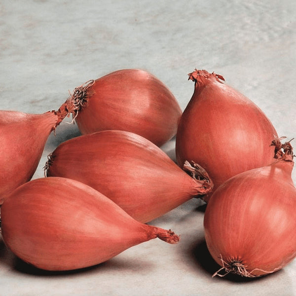 Organic 'Conservor' shallot