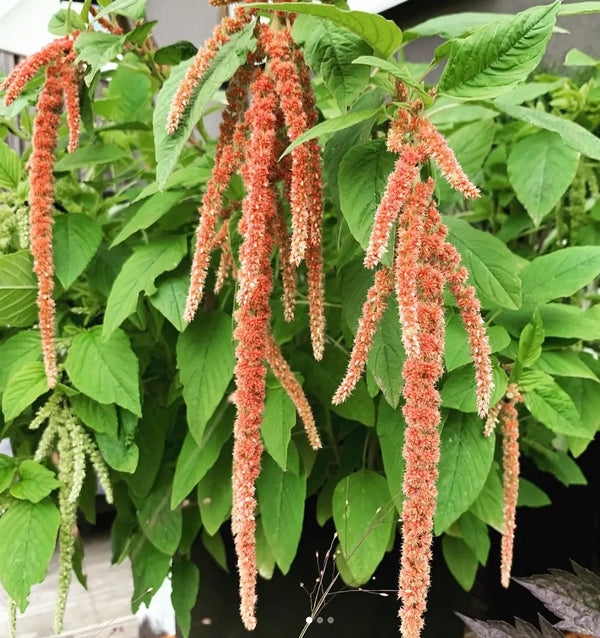 Amaranth 'Coral Fountain' organic