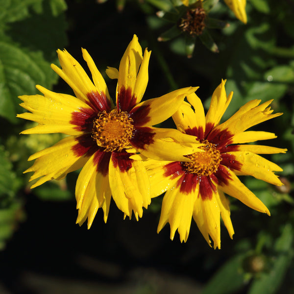 Coreopsis  'SunKiss'