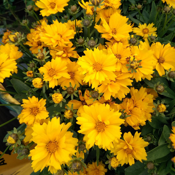 Coreopsis Presto