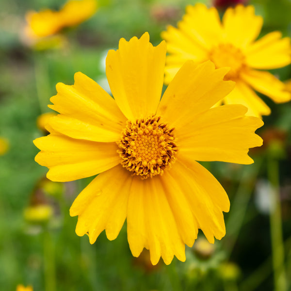 Coreopsis 'Lanceleaf' (Coreopsis lanceolata)