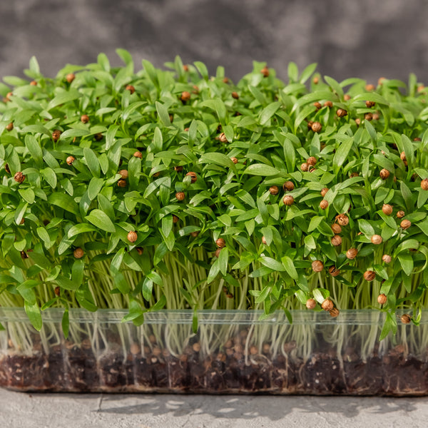 Microgreens Coriander