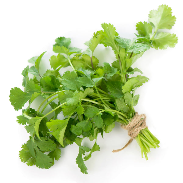 Coriander 'Marino' organic