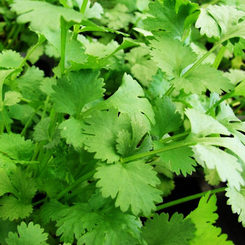 Organic Coriander 'Santo'