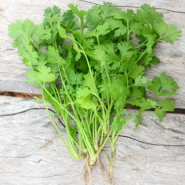 Coriander organic