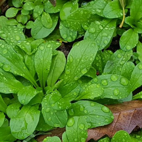 Lamb's lettuce organic