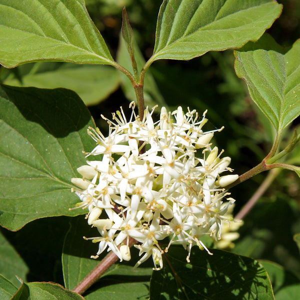 Red-osier Dogwood