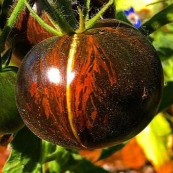 Tomate 'Cosmic Eclipse' bio