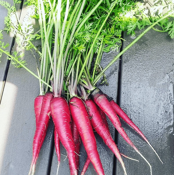 Organic 'Cosmic Purple' carrot