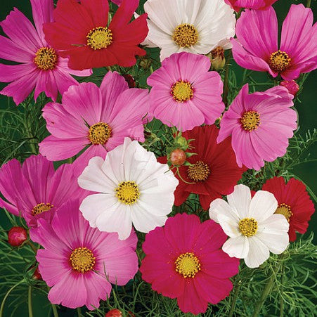 Cosmos mélange 'Cosmos'