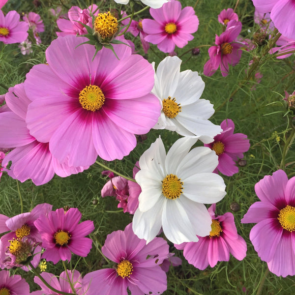 Cosmos mélange 'Sonata'