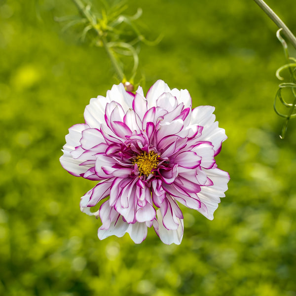 Cosmos double 'Bicolour Violet'