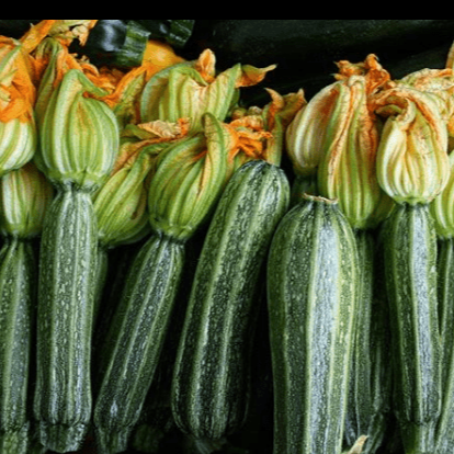 zucchini 'Costata Romanesco' organic