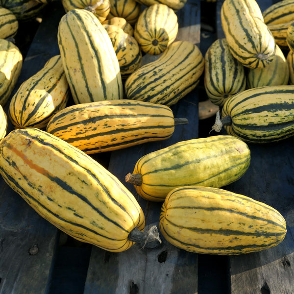 Delicata Squash