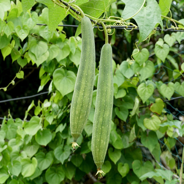 Courge luffa 'Zou Sing'