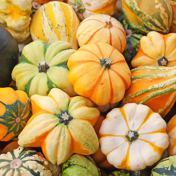 Ornamental Gourd Galaxy of Stars F1