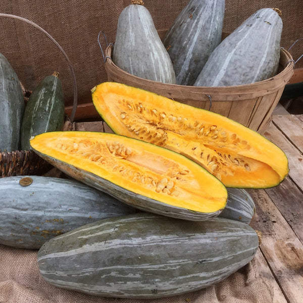 Organic 'Blue Guatemala' Squash