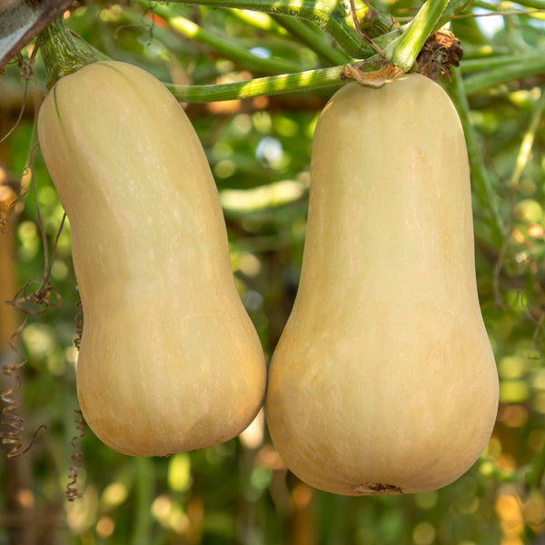 Courge 'Butternut Ceres' F1