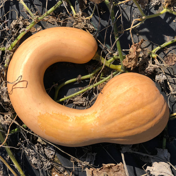 Courge 'Canada Crookneck' bio