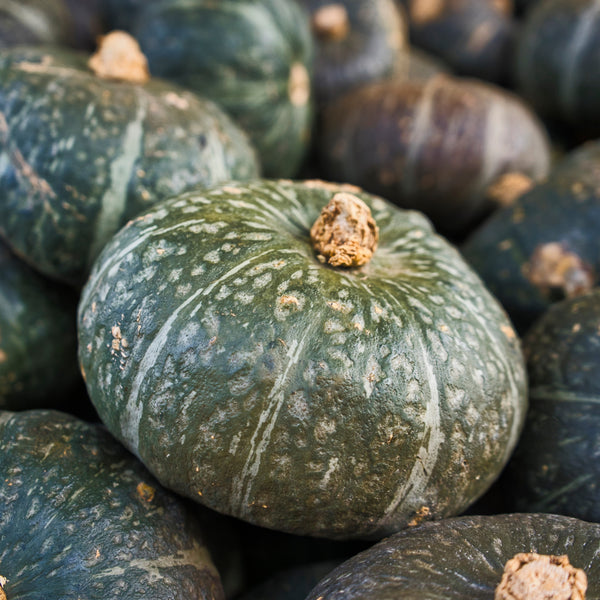 Courge 'Kabocha Sweet Mama' F1