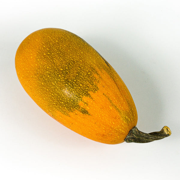 Squash Orangetti F1