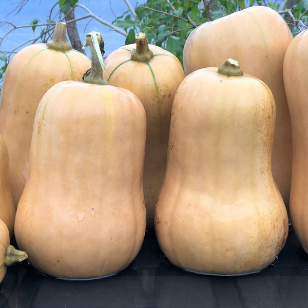 Organic 'Butternut Ponca Baby' Squash