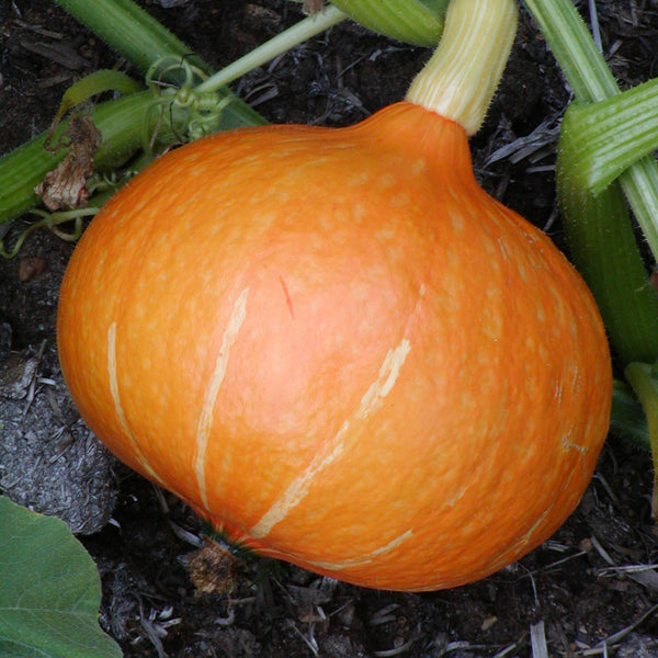 Organic 'Red Kuri' Squash