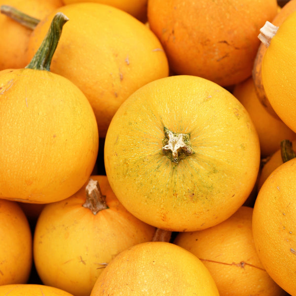 Courge 'Spaghetti Orange Mini'