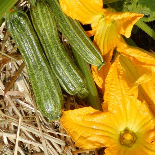 Zucchini 'Costata Romanesco' organic