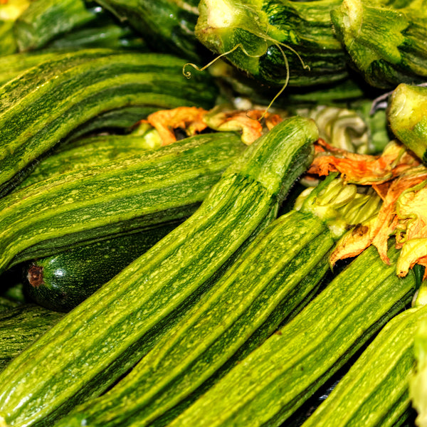 Courge 'Costata Romanesco'