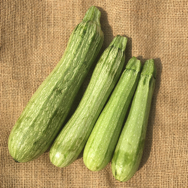 Zucchini 'Genovese' bio