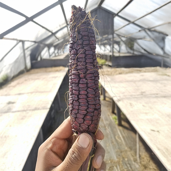 Sweet corn 'Crimson' organic