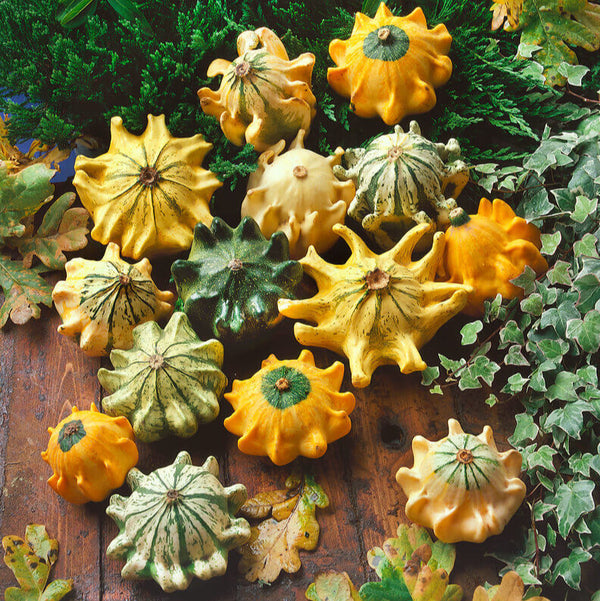 Gourd 'Crown of Thorns'