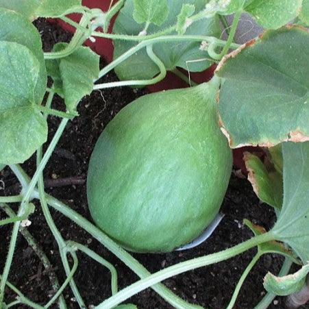 Concombre 'Carosello Barattiere'