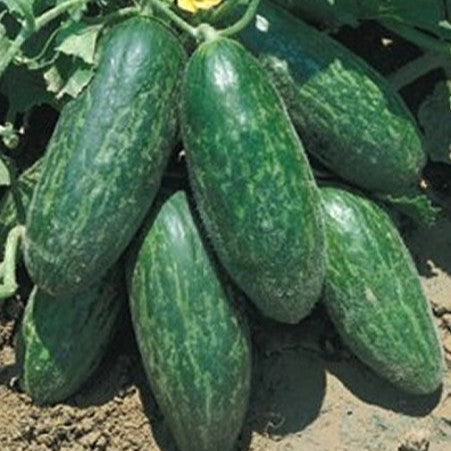 Cucumber 'Carosello Spuredda Leccese'