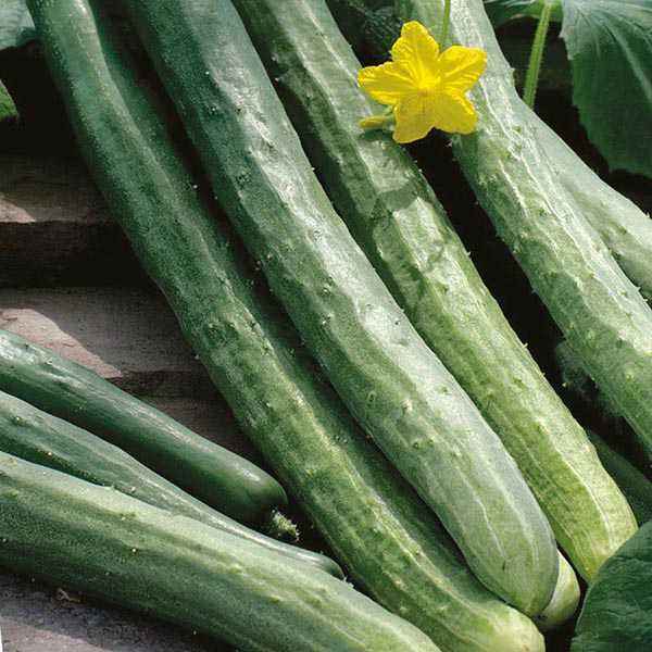 Cucumber 'Serpent'