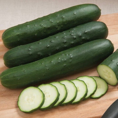 Cucumber 'V Palomar'