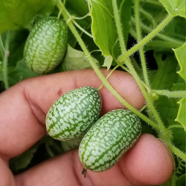 Concombre 'Mousse Melon' bio