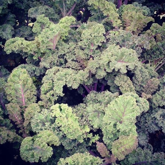 Kale 'Curly Roja' organic