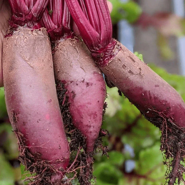 Beetroot 'Cylindra' Organic