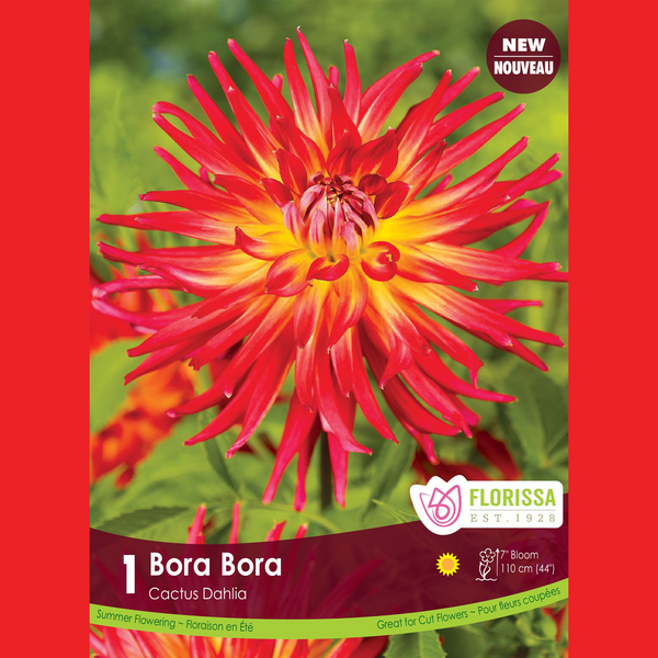 Dahlia Cactus 'Bora Bora' (1 tubercule)