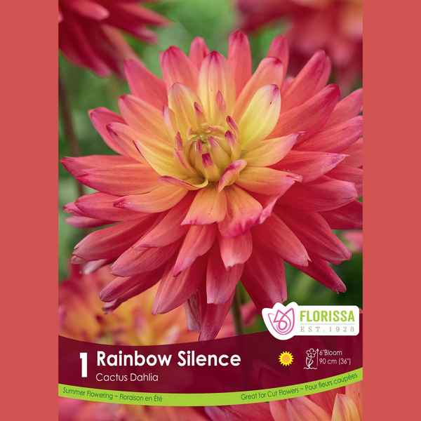 Dahlia Cactus 'Rainbow Silence' (1 tubercule)