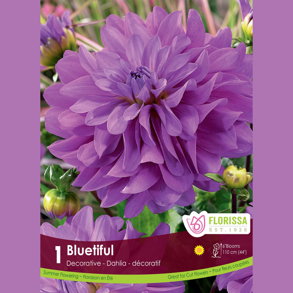 Decorative Dahlia 'Bluetiful' (1 tuber)